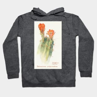 Scarlet hedgehog cactus - Botanical Illustration Hoodie